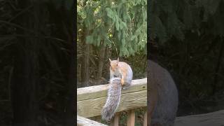 Itchy and scratchy show 👀 squirel wildlife [upl. by Anaugahs]