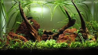 How to Aquascape a 10 Gallon Tank  Setup [upl. by Aklog]