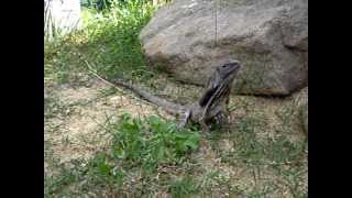 Frilled Lizard eating crickets [upl. by Swerdna]