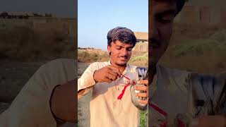 Kabootar banda hwa tha 🕊️🥹 shorts [upl. by Imogen]