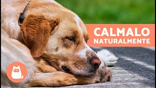 6 TRANQUILLANTI NATURALI per CANI 🐶✅  Come rilassare un cane senza farmaci [upl. by Eitteb585]