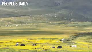 Shades of zesty yellow green from grasslands and mountains of Guoluo Tibetan Autonomous Prefecture [upl. by Adarbil816]