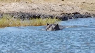 Hippo chases after boat [upl. by Zipah]