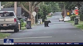 Black bear spotted wandering in Bucks County [upl. by Hazeghi154]