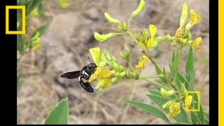 People Plants and Pollinators  Nat Geo Live [upl. by Otsedom]