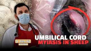 Umbilical Cord Myiasis in Sheep Diagnosis Treatment amp Prevention  Dr Alam Zeb [upl. by Glynnis296]