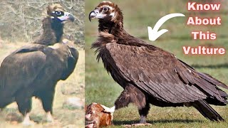 Cinereous Vulture Feeding on Carcass Vulture Conservation Vulture Education Wildlife Documentary [upl. by Sama]