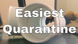 Easiest Saltwater Fish Quarantine Method [upl. by Aneleairam370]