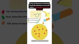 Confirming Recombination Screening Bacteria Using Antibiotic Resistance GeneCloning [upl. by Oconnor78]