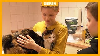 Poes Sjaak was te dik maar heeft nu weer gezond gewicht [upl. by Drarrej236]