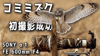 【SONY α1】コミミズクの初撮影に成功しました！【SONY FE 600mm F4 GM OSS】 [upl. by Nonnac]