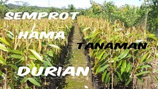 CARA APLIKASI Pestona Produk NASA pada Hama Kebun Durian [upl. by Adali]