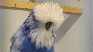 budgerigars birds budgiegar parrot budiges birdslover budgies asmr shorts kusum birds [upl. by Dorie667]