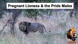 The Lion Chaser Pregnant Lioness Joins The Shishangaan Pride Males [upl. by Yehsa]