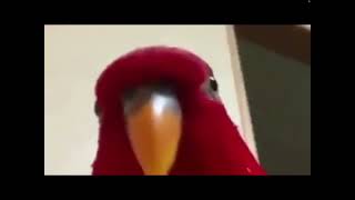 Red bird meme [upl. by Nawuj]