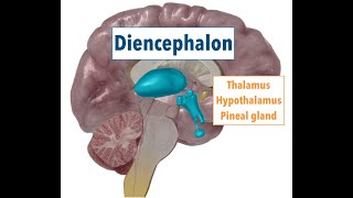 Diencephalon THALAMUS HYPOTHALAMUS PINEAL GLAND [upl. by Novoj]