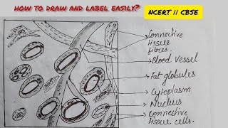 Adipose tissue  function diagram adiposetissue science [upl. by Acilef]