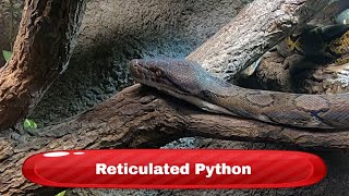 Reticulated Python  Krokodille Zoo Denmark [upl. by Yeo]