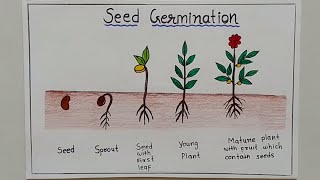 How to Draw Seed Germination Step By Step ✏️ Draw Sprouted Seed Easy [upl. by Maccarone]