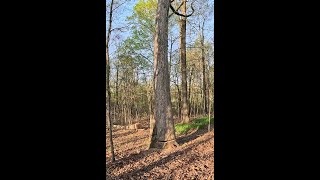 Logging 10 Acres of Oak Trees [upl. by Batish]