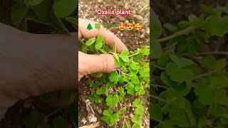 Oxalis plant prakriti ka khajana 🌲🍀🌴🪴🤩😍🥰nature plants gardening shorts short youtubeshorts [upl. by Saibot740]