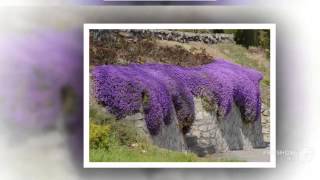 Aubrieta  garden plants [upl. by Yrocaj657]