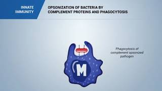 Pathogen opsonization by COMPLEMENT [upl. by Arotak71]