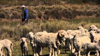 PRODERPA Asociación Criadores de Cabras Angora de Neuquén [upl. by O'Donnell214]