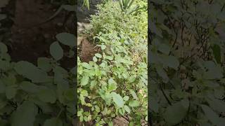 mo aganara tulasishortsfeed ytshort foryou trendingshorts gardening viralmokatha2024 [upl. by Akenor518]