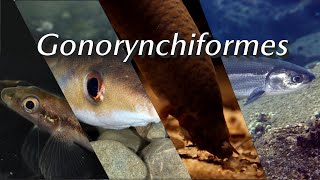 Gonorynchiformes an obscure group of fishes that outlived the dinosaurs [upl. by Eliath]