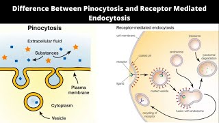 Difference Between Pinocytosis and Receptor Mediated Endocytosis [upl. by Bliss304]