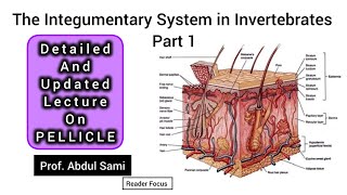 Integumentary System in Invertebrates PELLICLE animals zoology biology unicellular [upl. by Hahcim298]