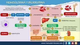 METABOLISMO DE LA HEMOGLOBINA Y BILIRRUBINA [upl. by Notlad]