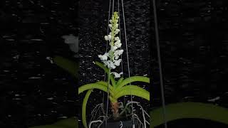 Rhynchostylis coelestis var alba bodhiorchid 보리난원 [upl. by Einnoj]