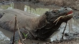 Bathing and rubbing his body in mud 😲😨😨 [upl. by Anul260]