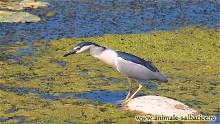 Starc de noapte vanand  Blackcrowned Night Heron hunting Nycticorax nycticorax [upl. by Ebony]