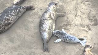 Seal pup nursing [upl. by Blandina]