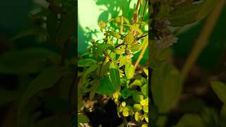 Bhringraj ka paudha plants bhringraj garden sort viral☺️☺️☺️ [upl. by Nnyw]