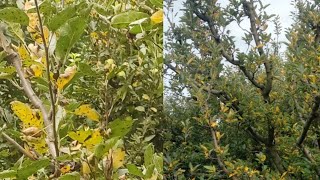 Alternaria leaf blotch  Necrotic leaf blotch  Yellow Leaves  Small fruit Size  Spray before Rain [upl. by Elyrpa549]