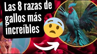 Las 8 razas de gallos que no creerás que existen [upl. by Nocaed]