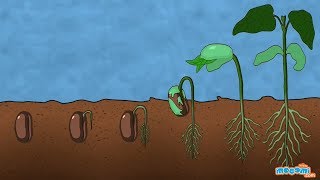 What is Germination of Seed  Plant Science for Kids  Educational Videos by Mocomi [upl. by Alves27]