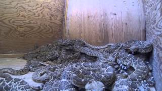 Lometa Diamondback Jubilee Rattlesnake Round Up 2014 [upl. by Ailaht763]