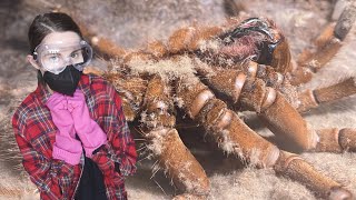 BEWARE the Goliath BirdEating Tarantula HAIR INSANE Molt Timelapse amp MORE [upl. by Mindy]