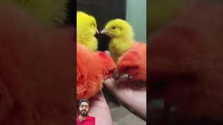 New Born Beautiful Colored Chicken Chicks Funny Running Moments 😄🥵🤣 chicks murgi funny shorts [upl. by Olaf145]