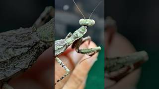 Female Bark Mantis AKA Grizzled Mantis [upl. by Wandy]