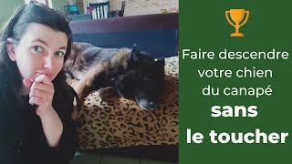 Votre chien grogne dans le canapé  4 étapes pour quil descende SANS LE TOUCHER [upl. by Bohon]