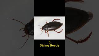 Top 7 Strongest Insects in the world shorts [upl. by Markos]