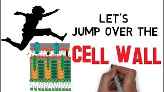 Structure of Bacteria  Part 3  The Cell wall [upl. by Ed492]