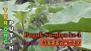 Pemupukan Terong Putih yang Ke 4 di Usia 28 HST  Fase Generatif [upl. by Norehs]