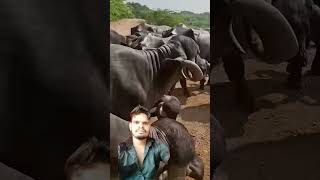 તબેલો tabelo જાફરાબાદી baffalo jafarabadi ભેંસ Ha mara vala cow milkingcowhandgircow [upl. by Kosak737]